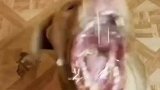 千万别暂停看，画面有些残暴了