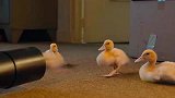 男子竟把鸭子当子弹用，鸭子：你觉得你很幽默？