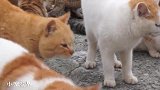 说出来你可能不信，我被一群猫咪淹没了