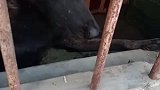 狗子不爱吃蔬菜，和主人耍心机惨遭被发现