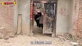 爆笑喜剧：离婚一年，前妻天天来前夫家蹭饭，这套路防不胜防啊！