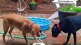 两只狗狗合作喝水