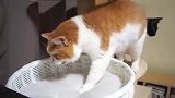 橘猫：天呐，这只爱唠叨的猫又来了，快闪