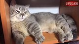 猫咪躺在柜子里就睡着了，醒来后的样子好可爱