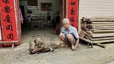 广西东兰：徒手捕猎猴子当“宠物 ” 男子被审查起诉