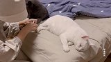 开车带两只猫回老家，走前乖乖让剃脚毛，体体面面回去见姥姥姥爷