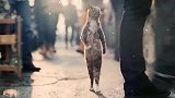 说他是猫王，都不抬举它