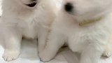 这颜值  真的爱了