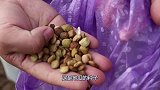 胖妹费九牛二虎之力，把5斤土豆堆成“小山”，一口咬下去，值了