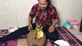 实拍：好吃鬼----孤儿猴