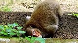找到了猴妈，它已经有些奄奄一息，难过