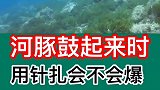 河豚鼓起来时，用针扎会不会爆？