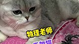 猫咪的迷惑行为吓我一跳