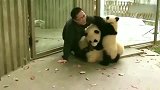 熊猫：有人偷我们的兄弟，大家伙快逃啊！