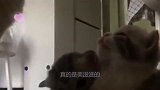 小奶猫在主人怀里睡觉，主人把它放地上，它就会醒来往主人怀里钻