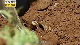 他不顾危险，收集炮弹壳制作成菜刀养活一家老小
