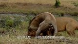 狮子与大象相遇，下一秒发生的事情让人惊讶，镜头记录全过程