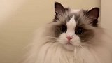 布偶猫：别盯着我看，我怕你口袋的钱，不够买我！