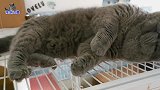 胖公猫跟主人卖萌，别的猫也跑来争宠，胖公猫的表情变化太好玩