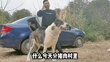 分发猪肉，猛犬基地瞬间沸腾，德牧罗威纳猎狼犬纷纷出动