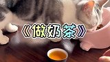 猫咪和松鼠做奶茶真不错