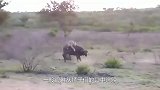狮子追捕野牛，结果发生意外，镜头拍下全过程