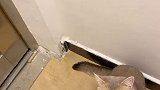 我竟然在自己家被野猫缠上了……猫 萌宠出道计划 剧情 剧情反转 动物故事创编