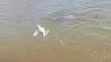 吐口水的鱼，还是别招惹他了