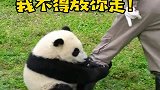 国宝熊猫川川撒娇：奶妈，你就抱抱我嘛，我求求你啦！