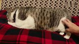 给猫主子挠痒痒，只要一停下，猫就立刻瞪我一个眼