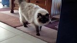 铲屎官太坏了，把胶带贴在猫咪身上，猫：朕感觉残了