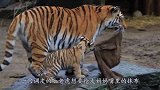 宝宝穿老虎服逛动物园，老虎误将他当同类，下一幕让人笑出了声！