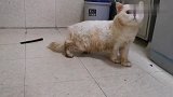 给邋遢公猫洗澡洗到一半又乱拉尿，铲屎官一气之下给它改了名
