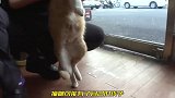 怪异的猫咪，每次都打包一份食物带走，得知原因人们纷纷为它点赞