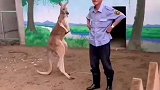 这袋鼠挺厉害的啊！