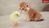小奶猫和小鸡崽儿的友好互动，两只毛茸茸的小东西太可爱了！