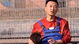 第十集，狗狗为什么会追逐啃咬自己的尾巴关爱流浪犬  星探家