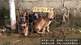 两只狗狗被主人放在笼子里遗弃，小哥哥发现后果断收养！