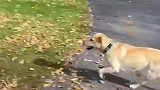 狗子玩树叶的搞笑操作！