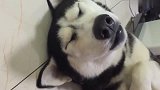 你永远不知道二哈有多二，狗子：妈妈快点救我，梦里有狗打我