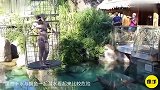 世界上最“危险”的动物园，游客坐在笼子里，与鳄鱼零距离接触