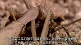 狼蛛凶猛无比，遇上螳螂能否一战？螳螂：味道不错再来一只