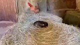 猫咪占据鸡窝帮忙孵小鸡，猫，自己孵出来的小鸡吃着放心