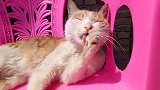 出大太阳了，这只农村橘猫终于可以悠闲地晒太阳了