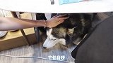 这只得到偶像们宠爱的小狗狗