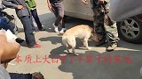 29斤比特犬VS43斤中华田园犬，镜头记录全过程