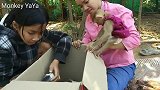 猫妈妈把小猫叼走不让小猴丫丫玩，丫丫的接下来的反应让人惊呆了