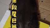 小家伙给你来段尾巴舞