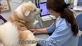 秋田犬第二次来打针，结果中途又换成男医生，态度就变了
