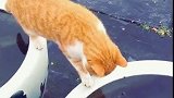 猫：这鱼都快让我吃完了，铲屎的抓紧再放几条进去！